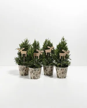 Mini Leyland Cypress 4-Pack